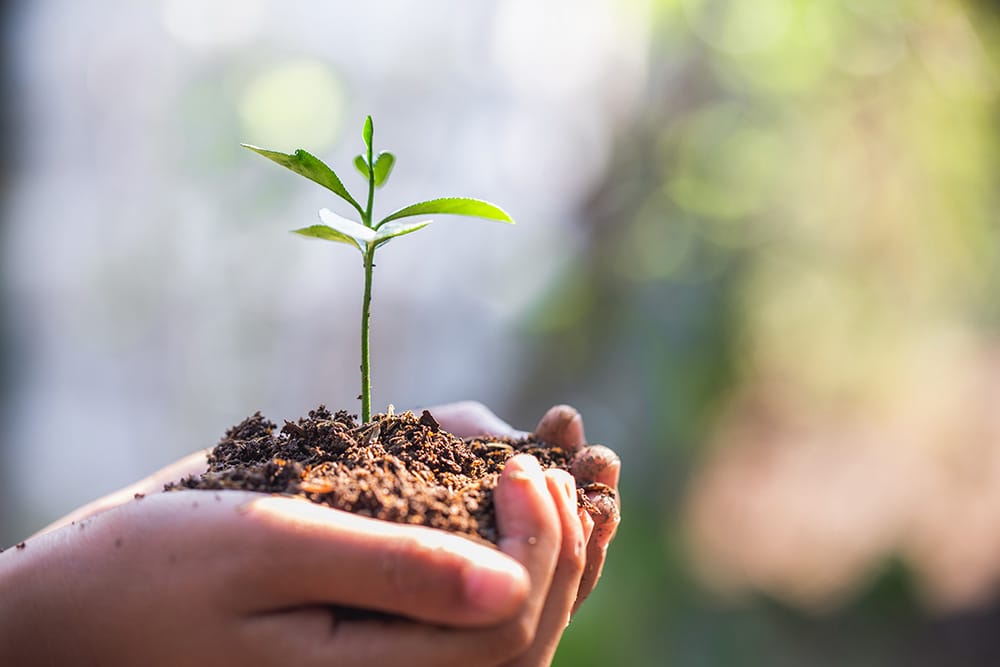 Environment Earth Day In the hands of trees growing seedlings. Female hand holding tree,